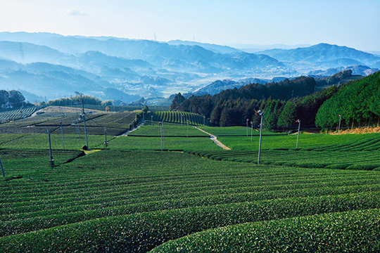 Kyoto Wazuka cycling route, known for its tea production