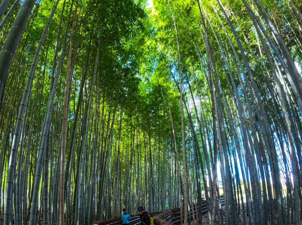 arashiyama bamboo forest